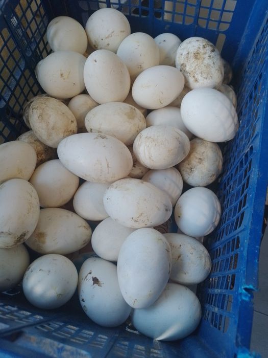 Ouă gâscă de vânzare