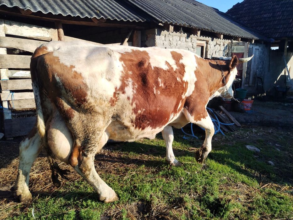 Vând vacă 25 Li Lapte