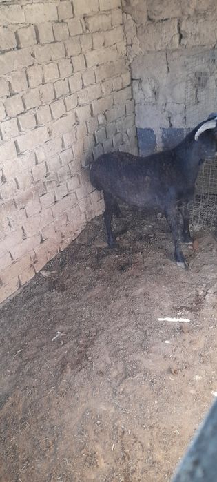 Семіз еркек тоқты