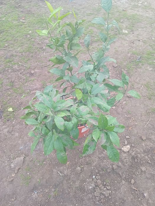 Портокал  сорт   Навел