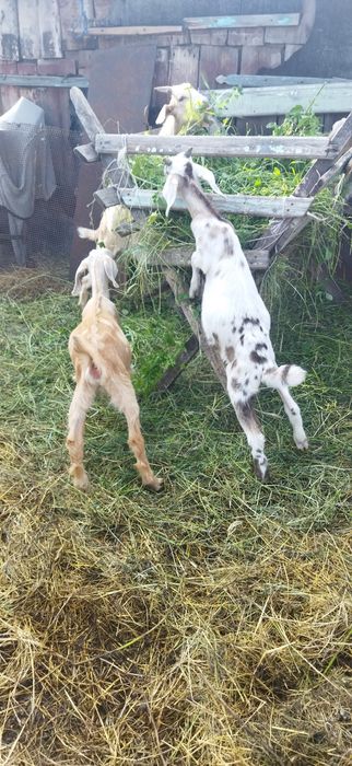 Козлята, нубийцы,биталы