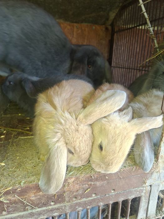 Iepurasi berbec german rasa foarte blandaa