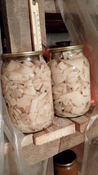 Продам грузди 2025 год