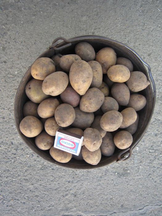 Картофель семенной.