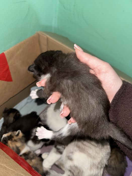 Котята в добрые руки