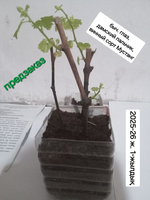 Жүзім көшеттері. Виноград рассада