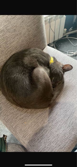 Кот серый 1,5 года