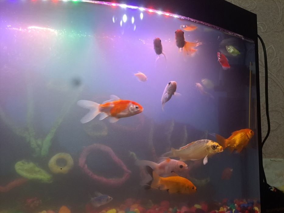 Акварийум холати зур  баликлари  билан ва абародиновалари билан