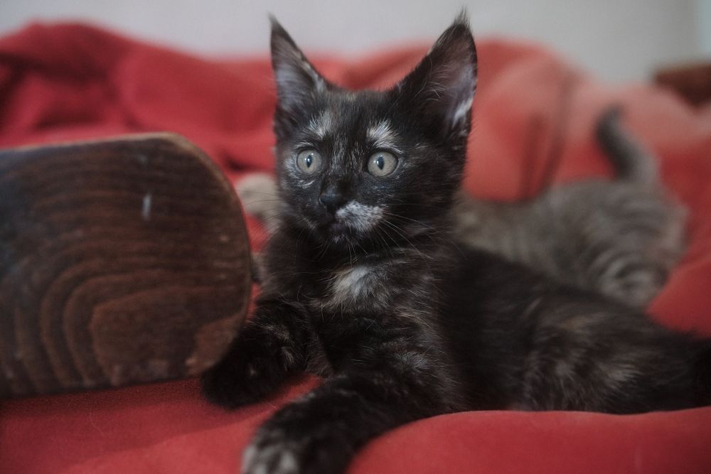 Котята 2 месяца.