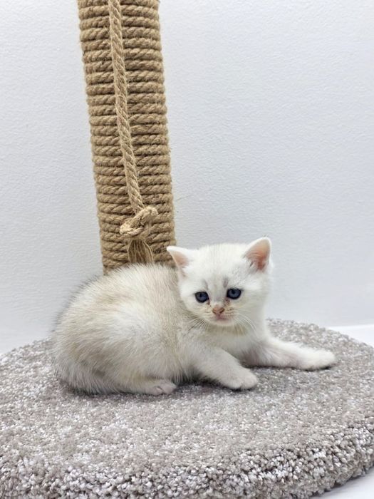 Кошечка ШотландСкая '