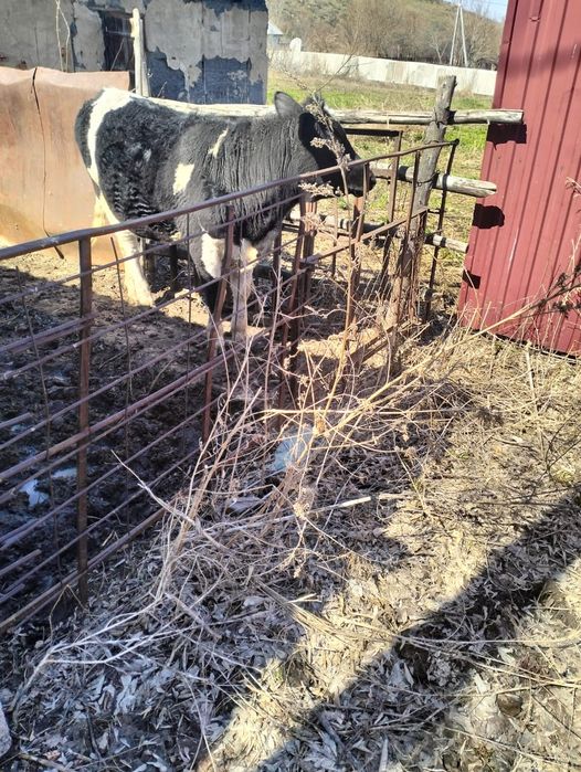 Продаётся  тёлка, тайынша