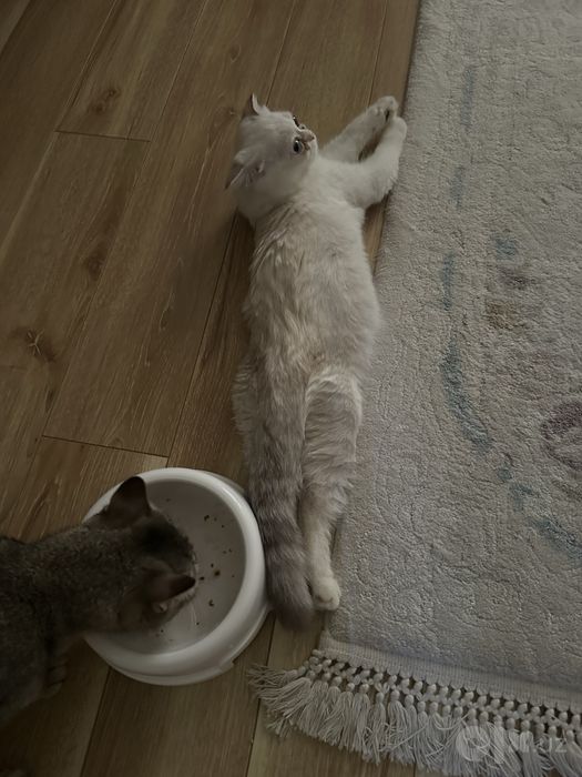 Кошка, шиншилла вислоухая