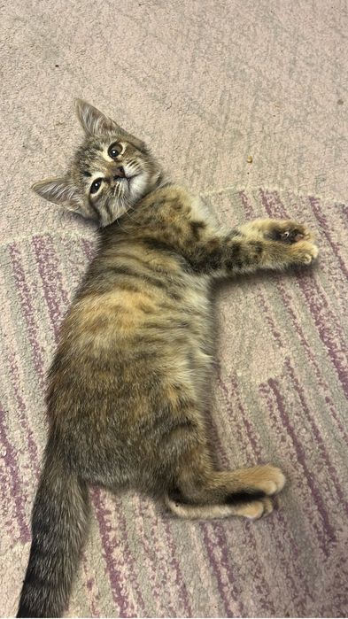 Котенок трехцветный. Девочка