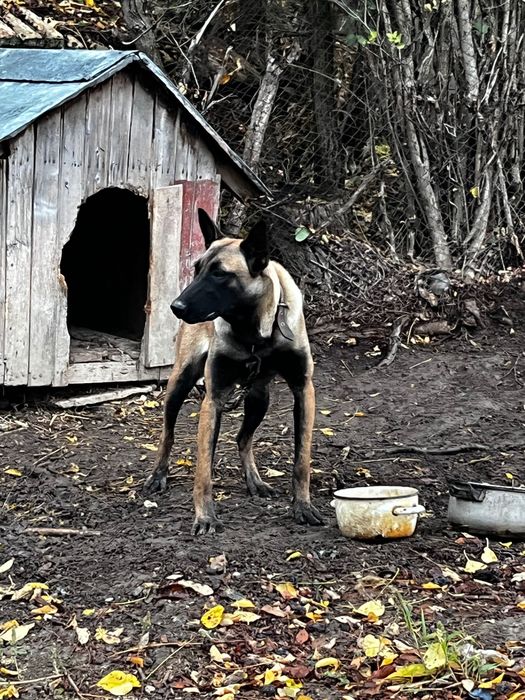 Белгийска Овчарка Малиноа