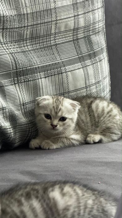 Продам шотландских котят