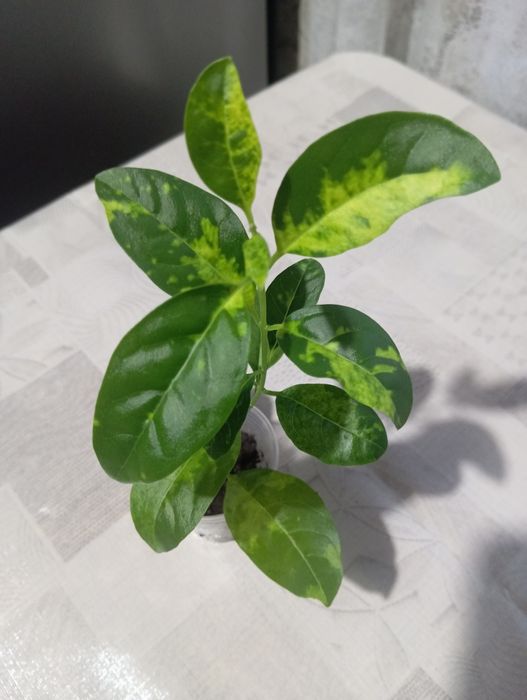 Эсхинантус королевская пеларгония.