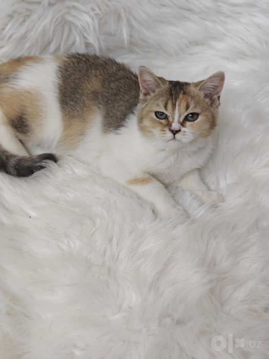 Продаются шикарные мальчики и девочки. Британцы и скоттиш страйт.
