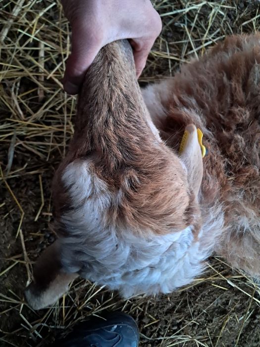 Продам овец  молодые