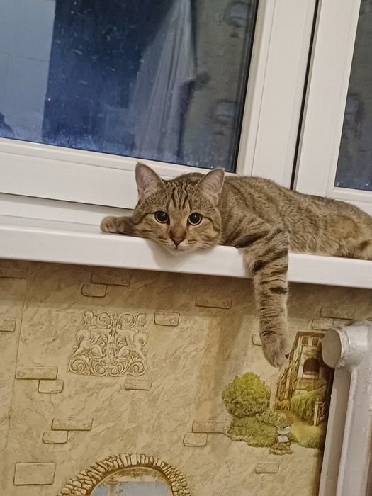 отдам кота в хорошие руки