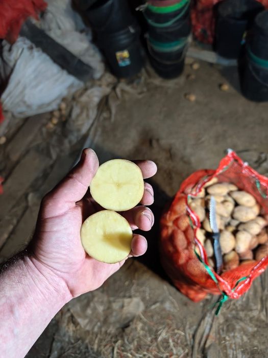 Семена раннего картофеля