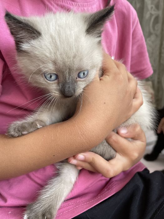 Продам сиамского котенка