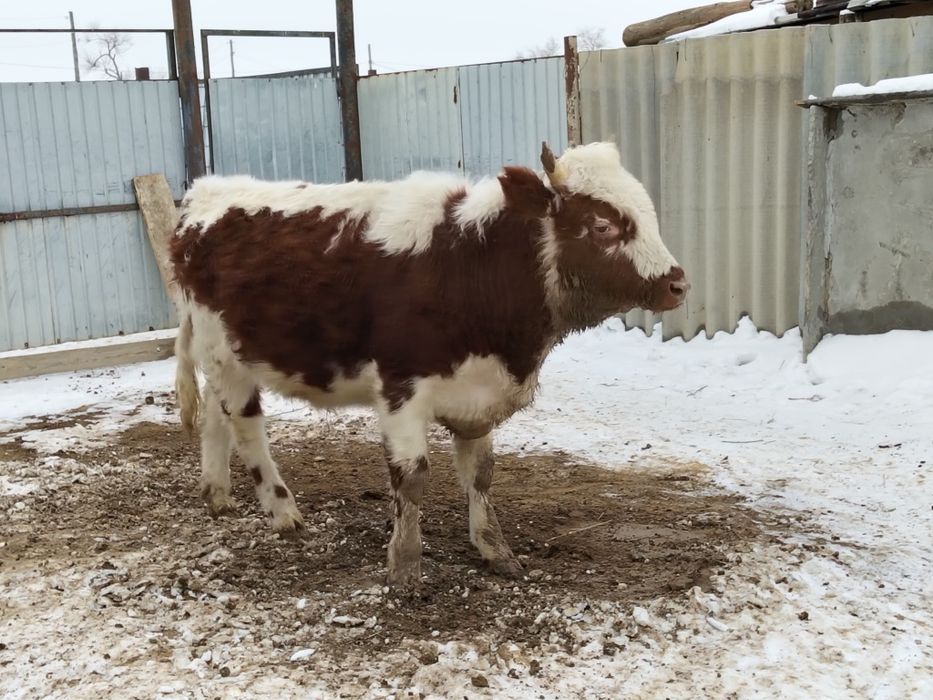 Бұқа сатылады,откорм.