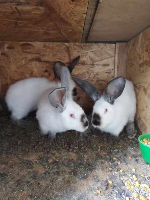 De vânzare uriaș de Transilvania