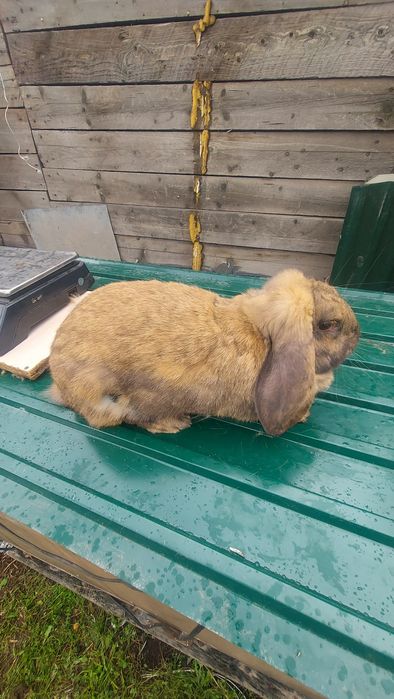 Кролики Породистые