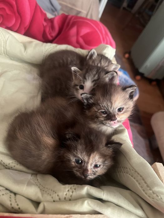Отдам котят добрые руки