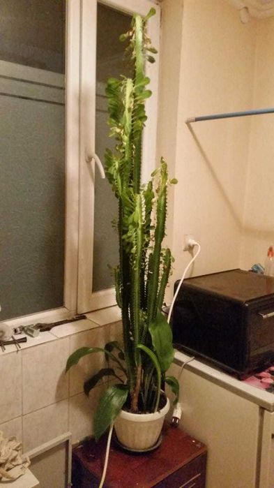 Кактус трехгранный