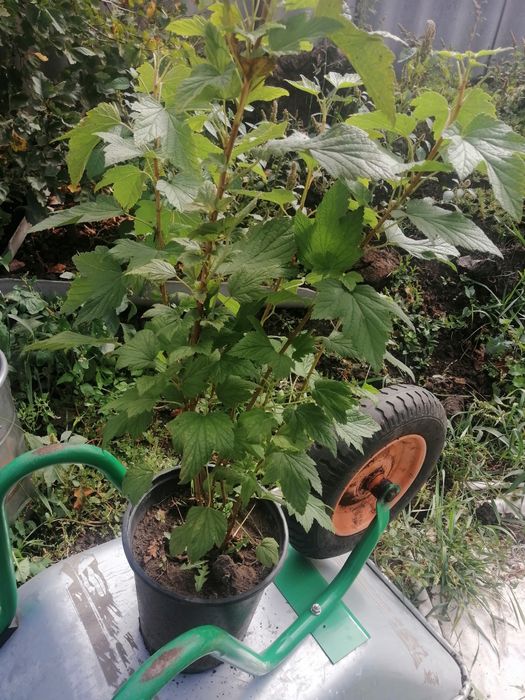 Саженцы чёрной смородины