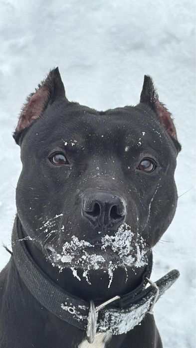 Щенок питбуля продам