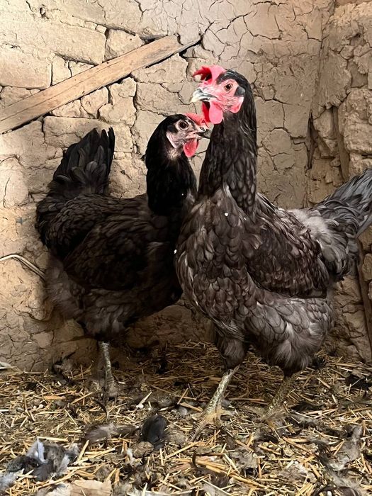 Jersi seriy rangdagi tovula