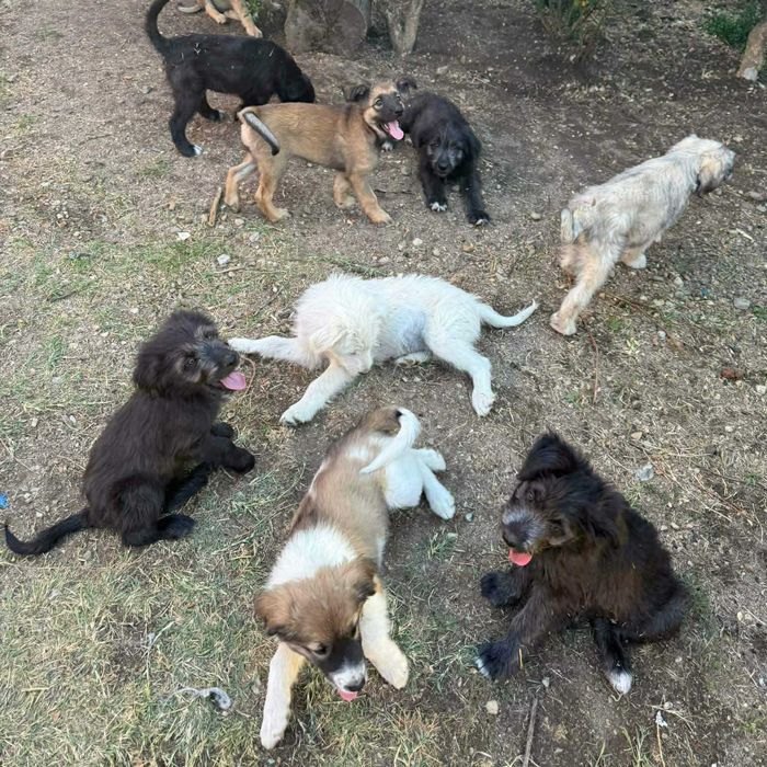Donez cățeluși adorabili