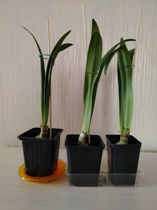 гиппиаструм махровый белый