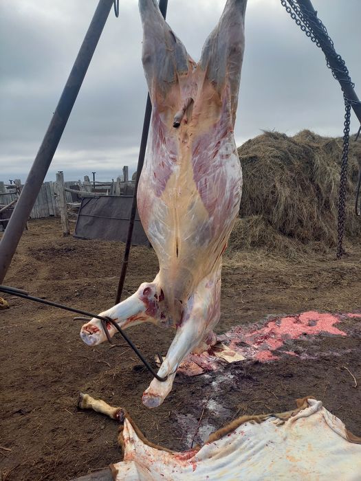 Жылқылар тай жабағы