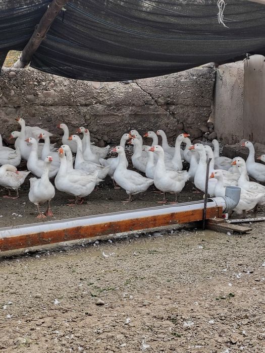 Қаздар сатылады.