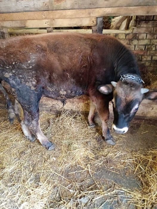 Продавам Мъжки телета