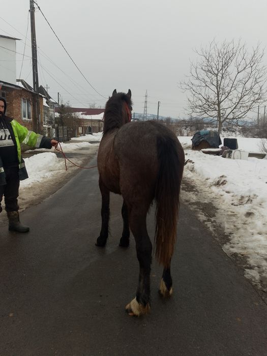 Vând Mânz de 10 luni