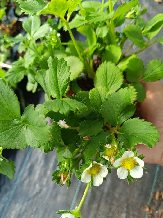 Целогодишни и сезонни ягоди + малини Люлин – пикиран разсад