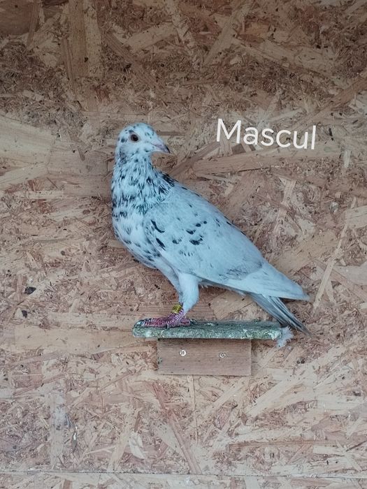 Porumbei voiajori culori rare