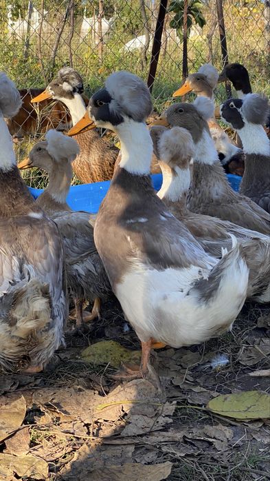 Rate motate ………….