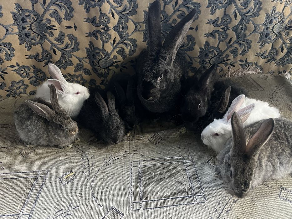 Продам кроликов