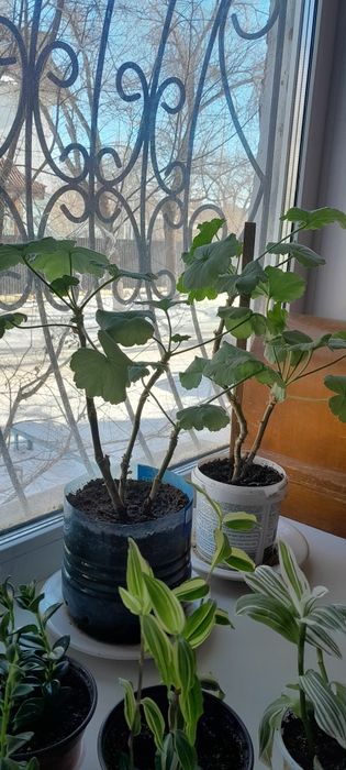 Комнатные цветы  разные. Недорого.