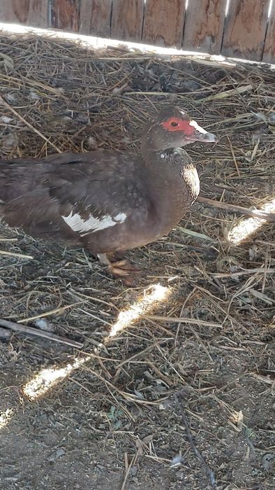 Vand rate mute si ratoi