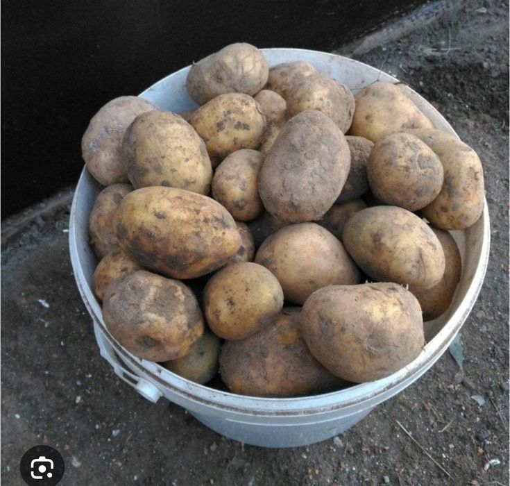 Продам картофель домашний на еду