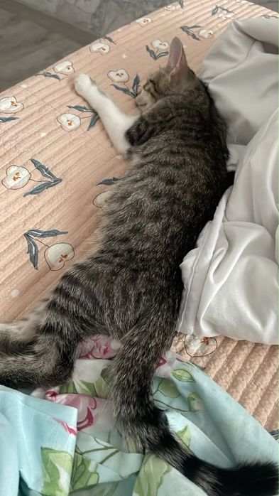 Мысық тегін котенок