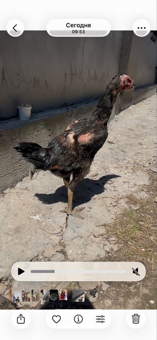 Продам даканки тайго