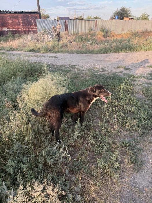 собака сторожевая 1 год