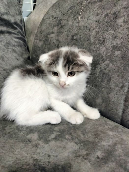 кошечка девочка завут Белла два месяца